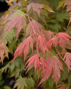 Acer, Hybrid Maple 'North Wind®'