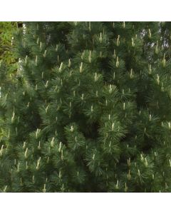 Pinus, Eastern White Pine 'Stowe Pillar' (Large Sizes)