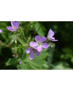 Geranium, Wild Cranesbill 'Minnesota Native'