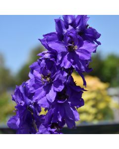 Delphinium, Candle Larkspur Magic Fountains 'Dark Blue'