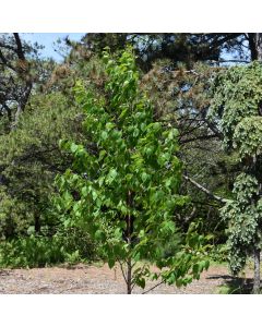 Betula, Paper Birch 'Renaissance Oasis®'