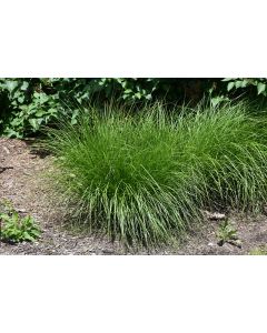 Carex, Fox Sedge 'Minnesota Native'