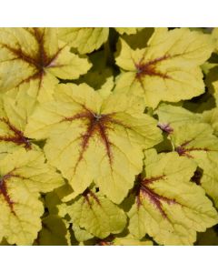 Heucherella, Foamy Bells 'Catching Fire' 