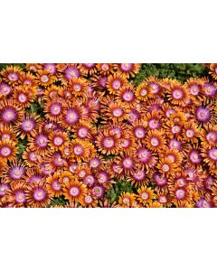 Delosperma, Ice Plant 'Fire Spinner®'