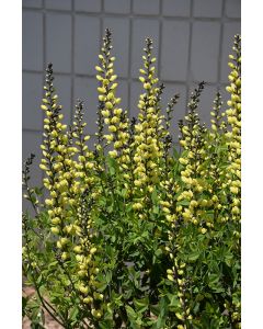 Baptisia, Hybrid False Indigo 'American Goldfinch'