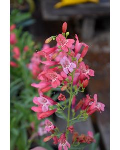 Penstemon, Beardlip 'Riding Hood Red'