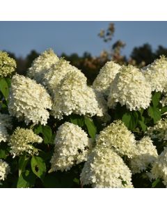 Hydrangea, Panicle 'Limelight'