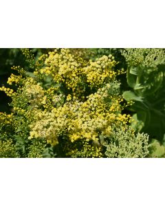 Solidago, Goldenrod 'Little Lemon'