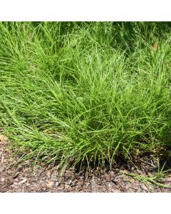 Carex, Bicknell's Sedge 'Minnesota Native'