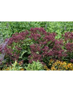 Eupatorium, Joe Pye Weed 'Euphoria Ruby'