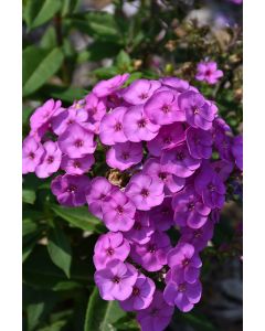 Phlox, Garden Super Ka-Pow™ 'Lavender'