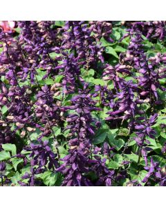 Salvia, Vista™ 'Purple'