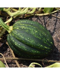 Cucurbita, Winter Squash 'Acorn'