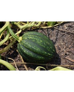 Cucurbita, Winter Squash 'Acorn'
