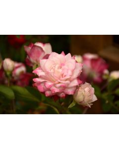 Rosa, Shrub Rose 'Grace N’ Grit™ Pink'