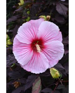 Hibiscus, Rose Mallow 'Starry Starry Night'