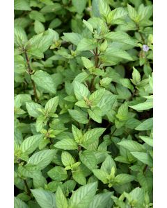 Mentha, Chocolate Mint