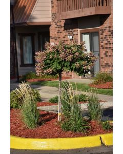 Hydrangea Tree, Panicle 'Quick Fire®'