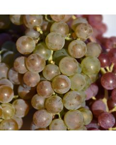 Vitis, White Grape 'Itasca'