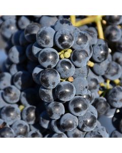 Vitis, Red Grape 'Marquette'
