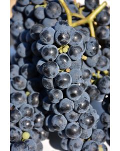 Vitis, Red Grape 'Marquette'