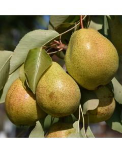 Pyrus, Common Pear 'Luscious'