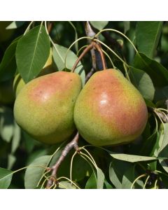 Pyrus, Common Pear 'Parker'