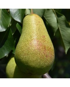 Pyrus, Ussurian Pear 'Patten'