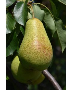Pyrus, Pear 'Patten'