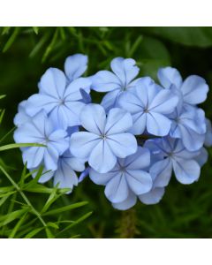 Plumbago, Royal Cape®
