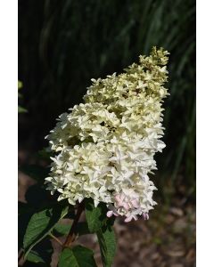 Hydrangea Tree, Panicle 'First Editions® Berry White®'