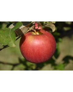 Malus, Fruiting Apple 'Freedom'