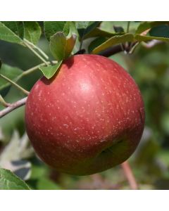 Malus, Fruiting Apple 'WineCrisp™'
