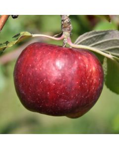 Malus, Fruiting Apple 'Frostbite™'