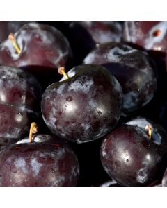 Prunus, Plum 'Black Ice™'