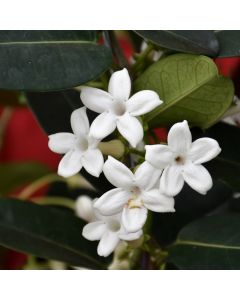 Stephanotis, Madagascar Jasmine