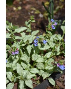 Pulmonaria, Lungwort 'Moonshine'