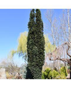 Taxus, Yew 'Beanpole