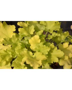 Heuchera, Green Leaf Coral Bells 'Lime Marmalade'