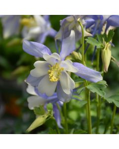 Aquilegia, Columbine Kirigami™ 'Deep Blue and White'