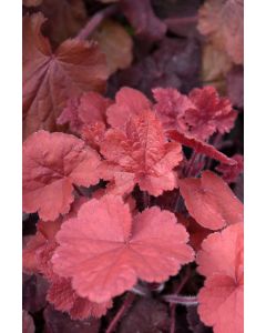 Heuchera, Red Leaf Coral Bells 'Northern Exposure™ Red'