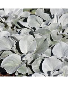 Senecio Candicans 'Angel Wings®'