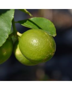 Citrus, Lime 'Persian Lime'