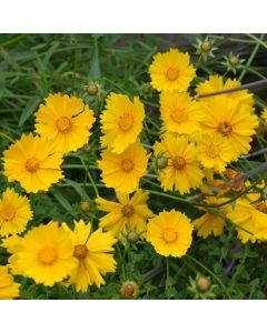 Coreopsis, Lanceleaf Tickseed 'Minnesota Native'