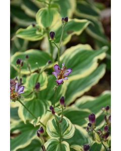 Tricyrtis, Toadlily 'Samurai'