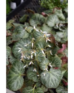 Saxifraga, Strawberry Begonia
