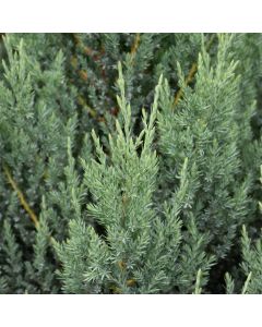 Juniperus, Chinese Juniper 'Blue Point' (Large Sizes)