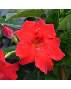 Mandevilla, Gerten Grown 'Red'