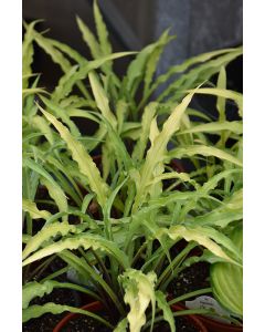 Hosta, Lime Leaf 'Curly Fries'