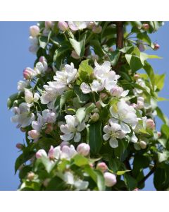 Malus, Flowering Crabapple First Editions® 'Green Wall®' (Large Sizes)